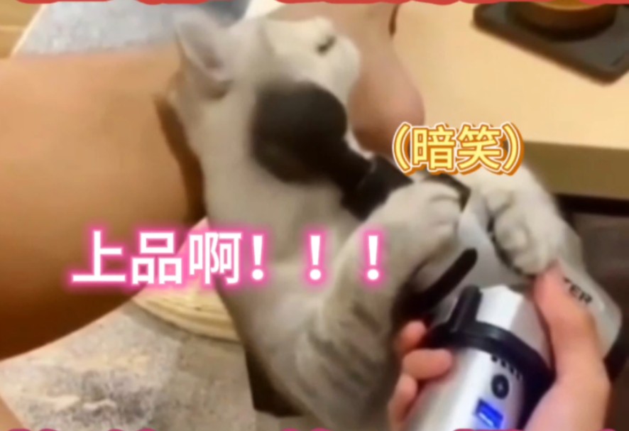 《猫猫超爱的小玩具》变态版配音哔哩哔哩bilibili