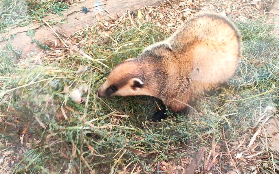 【狗獾】忽然嗨起来的生生