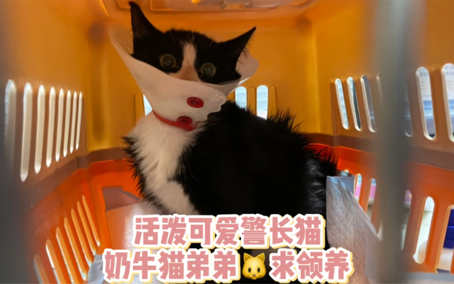 和同事一起抓猫超顺利,北京东城可爱已体检驱虫奶牛猫警长猫求靠谱领养哔哩哔哩bilibili