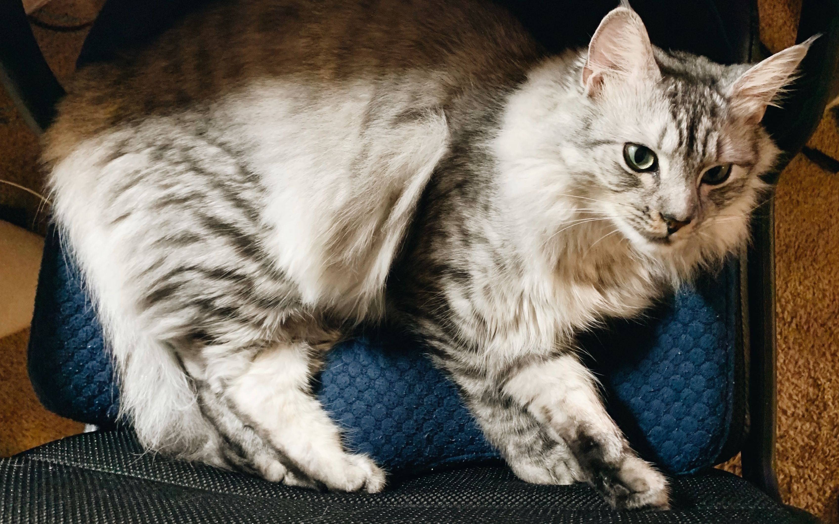 真正的猫中睡神