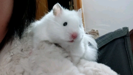 啊ben冰鼠开始喜欢在妈妈身上游荡