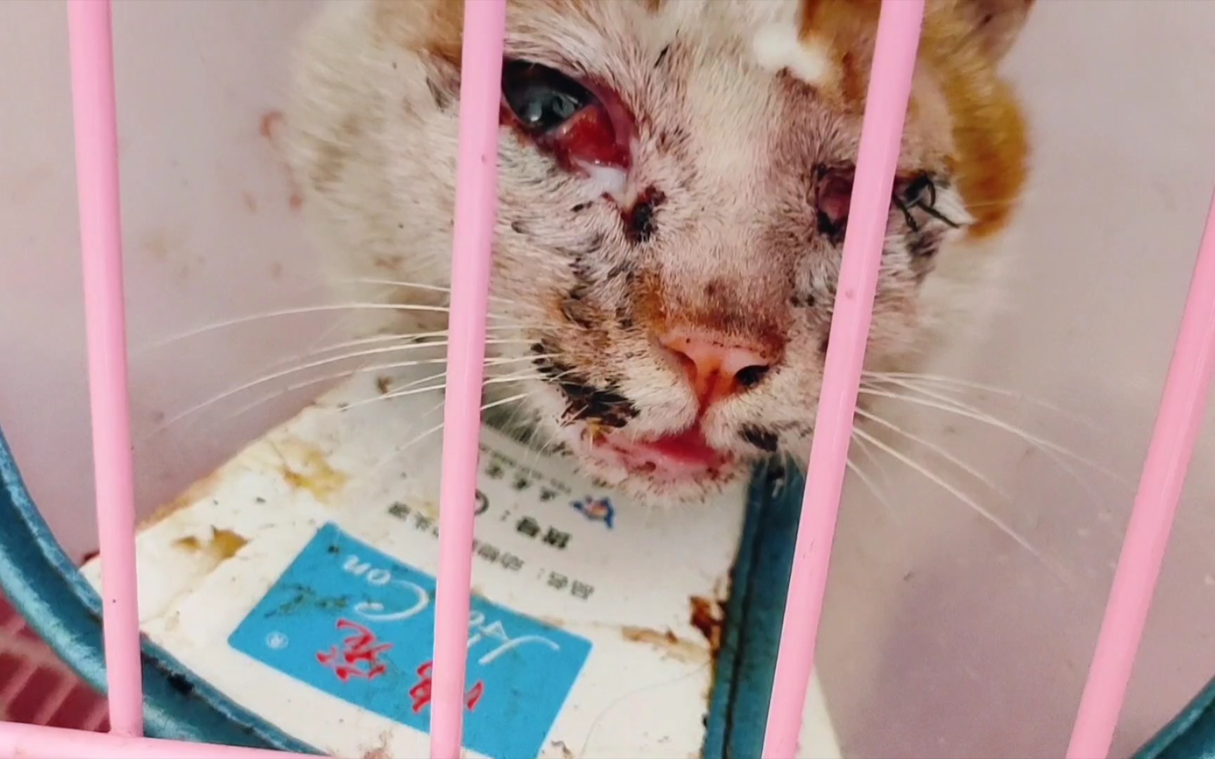 救助受伤严重的小橘猫,手术摘除眼球,惨状小妮看着就想哭,猫咪求生