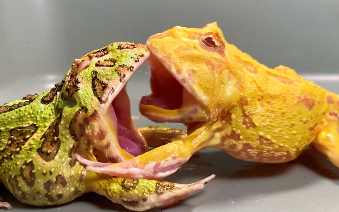 绿角蛙:小样的,看你还敢不敢造次
