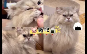 Скачать видео: 0121邓峰直播 「猪根」全剪辑 会生胖气的三角饭团 🌚被小小抢 吃小小剩的 峰峰的胖女鹅🐷咪