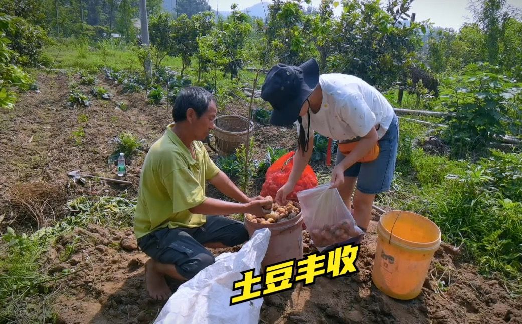 老品种土豆虽小数量多,一块地丰收这么多,居然还有红色的!好吃哔哩哔哩bilibili