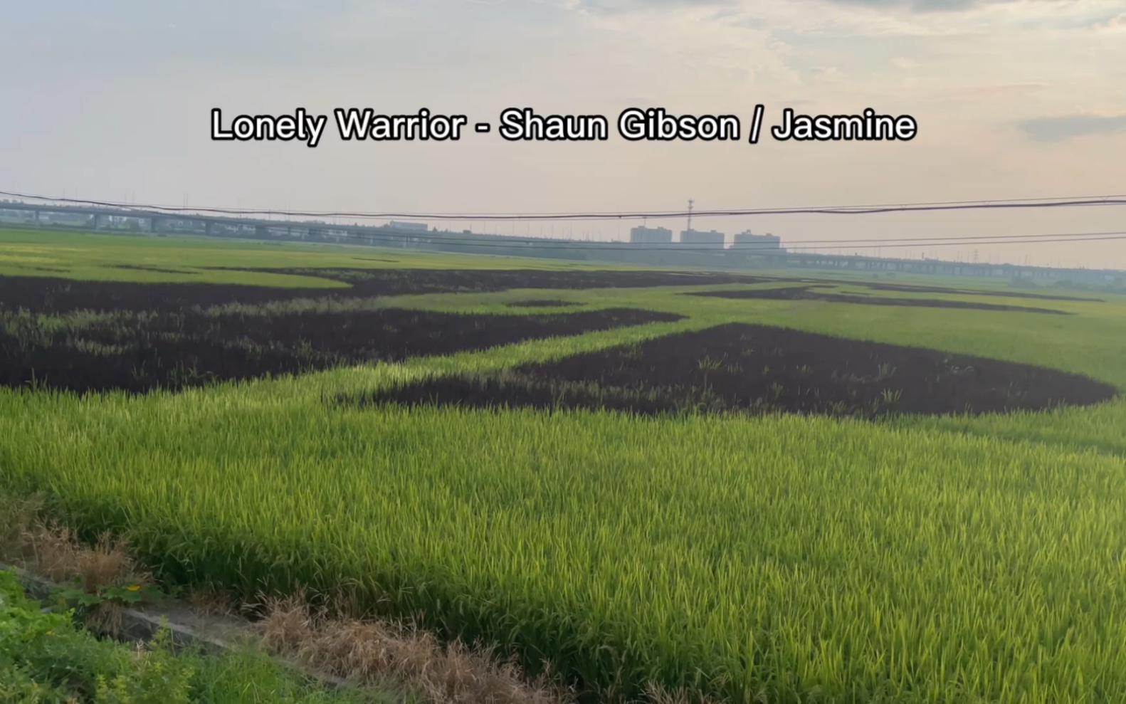 [图]Lonely Warrior - Shaun Gibson / Jasmine Amazing Crop Circle in Liantang,Nanchang