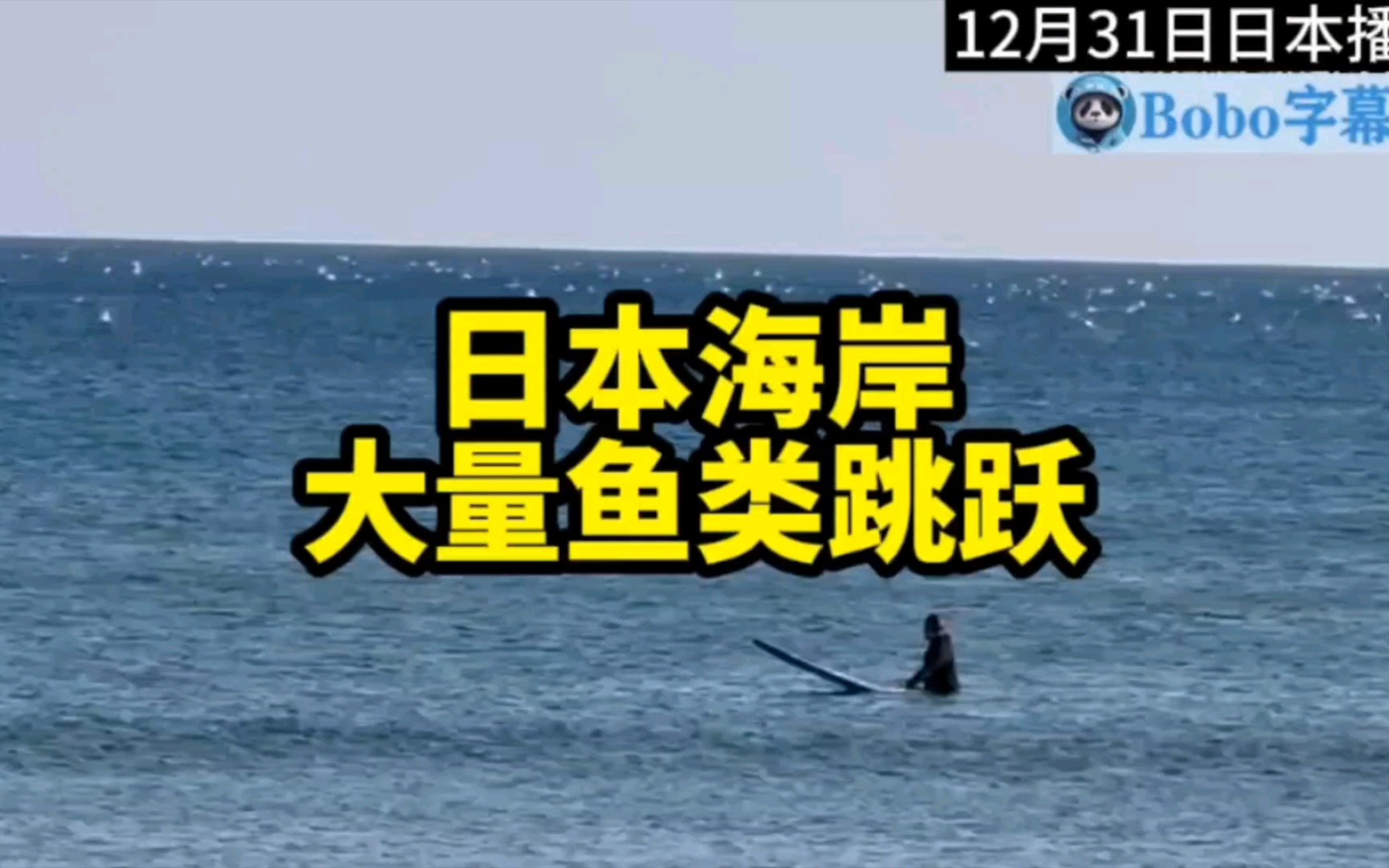 日本海岸涌现大量鱼类跳跃,当地人称第一次见,认为是“鱼跃庆新年”哔哩哔哩bilibili