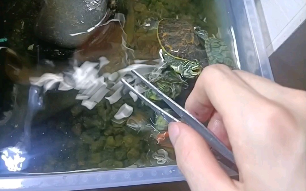 今年死的第一条斗鱼,把龟龟馋反了