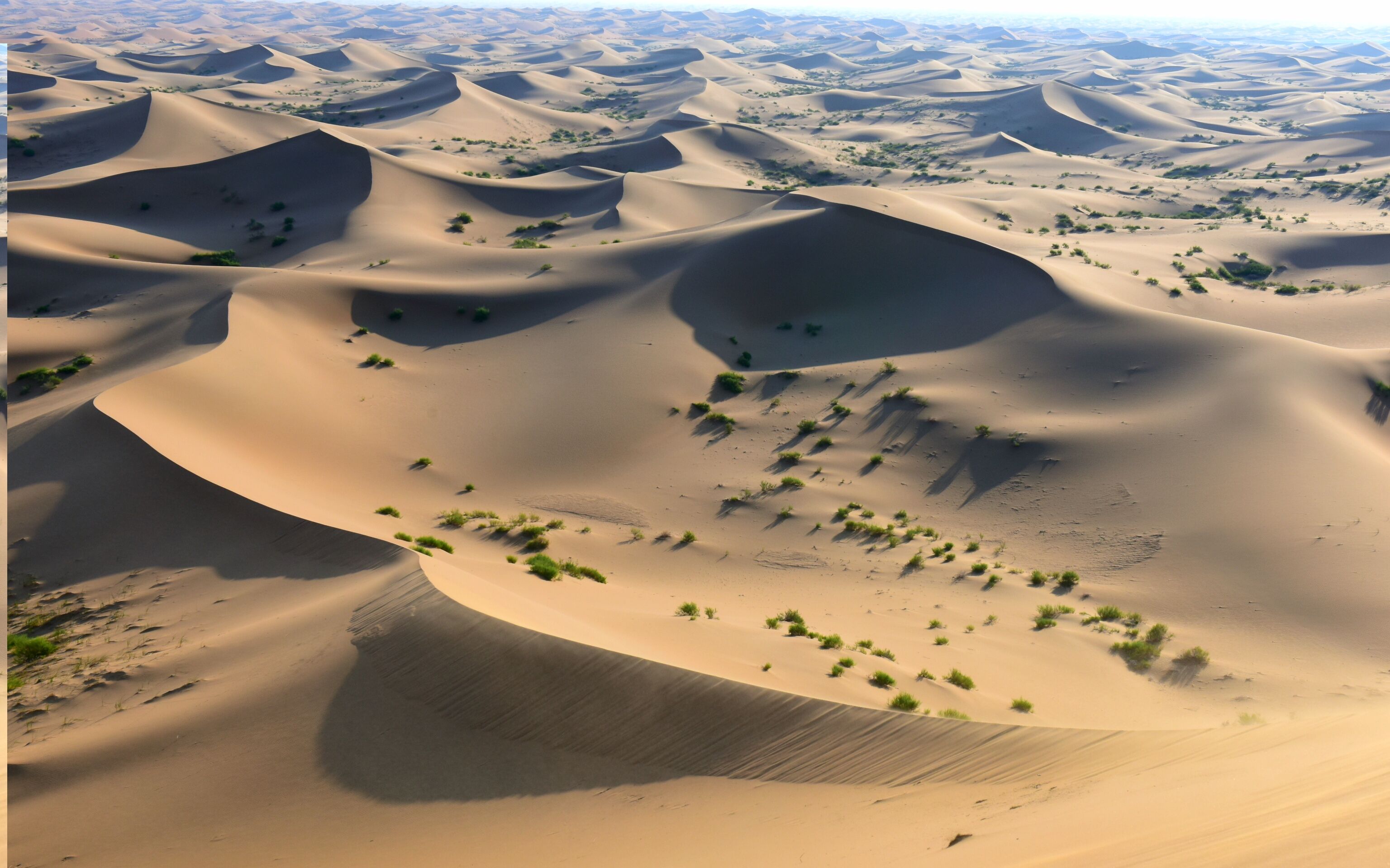 沙漠里的绿洲图片图片