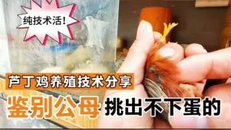 芦丁鸡养殖技术分享，翻肛法鉴别公母，挑出公鸡和不下蛋母鸡！