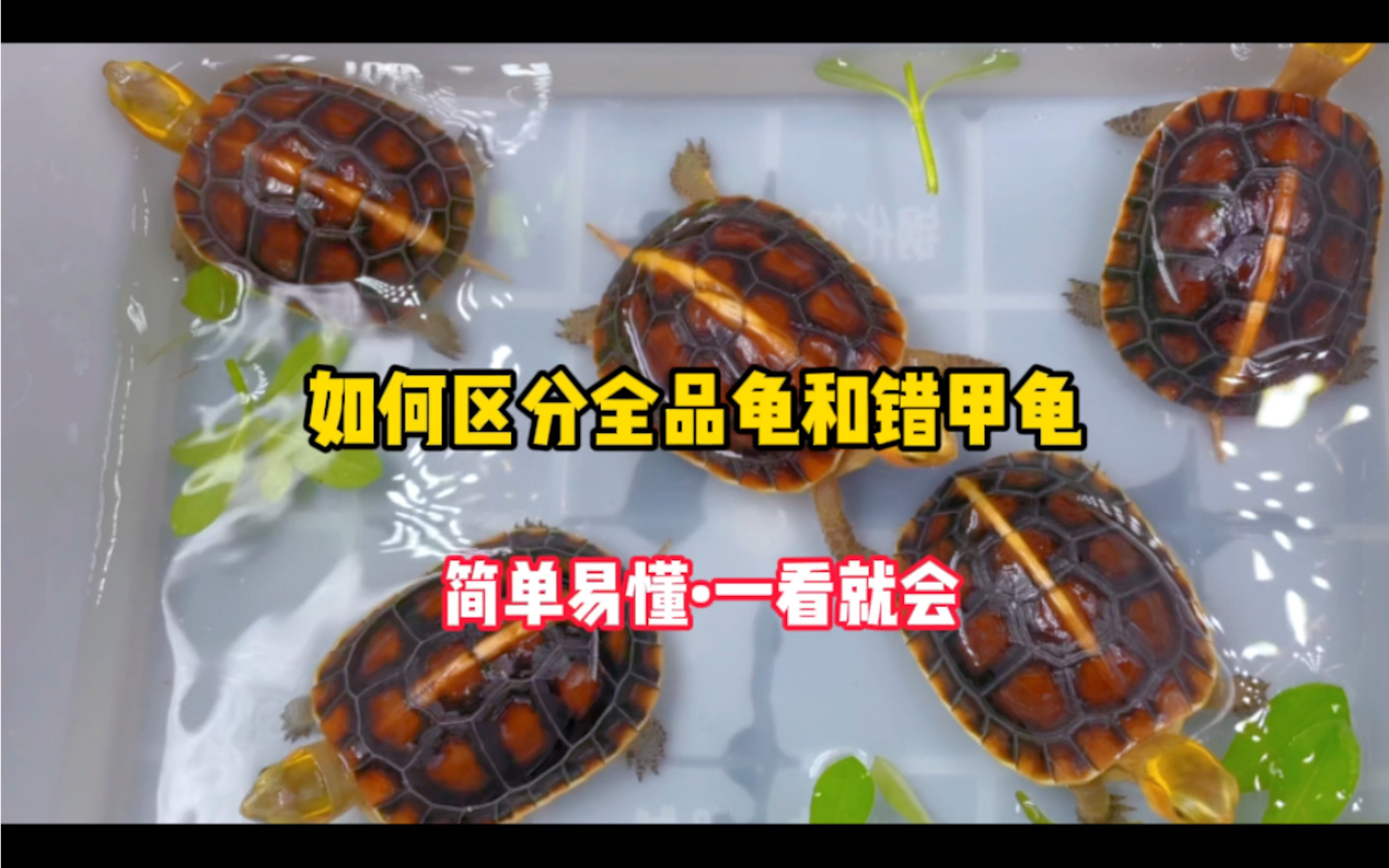 如何区分错甲龟,全品龟,你学会了吗?