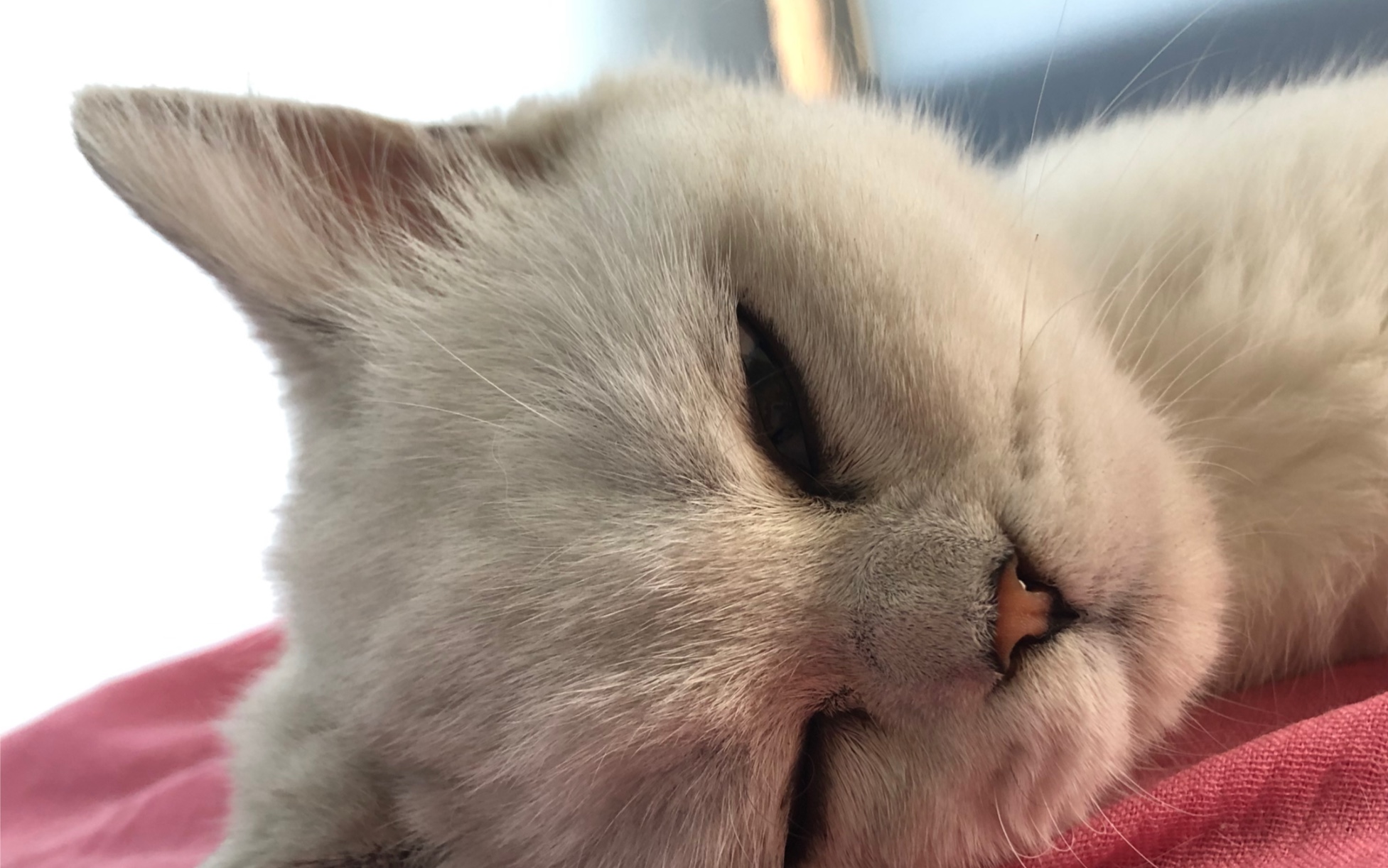 【猫片】白切肉的日常