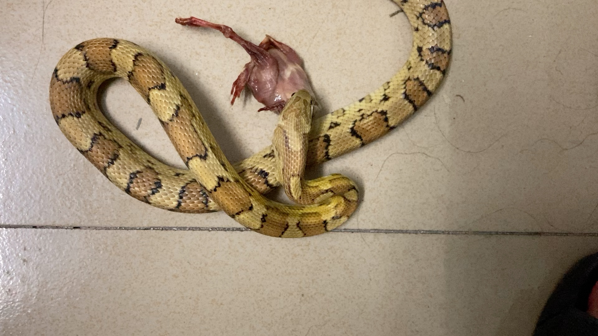 玉米蛇吃鸡_哔哩哔哩_bilibili