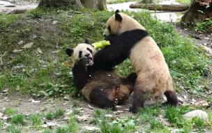 Скачать видео: 檂檂虽然是战五渣，但护笋实力还是不错的【苏阳檂檂】