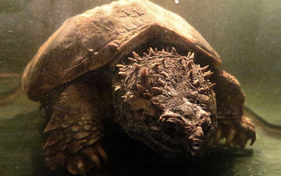 龙族精灵佛鳄种公区记录10