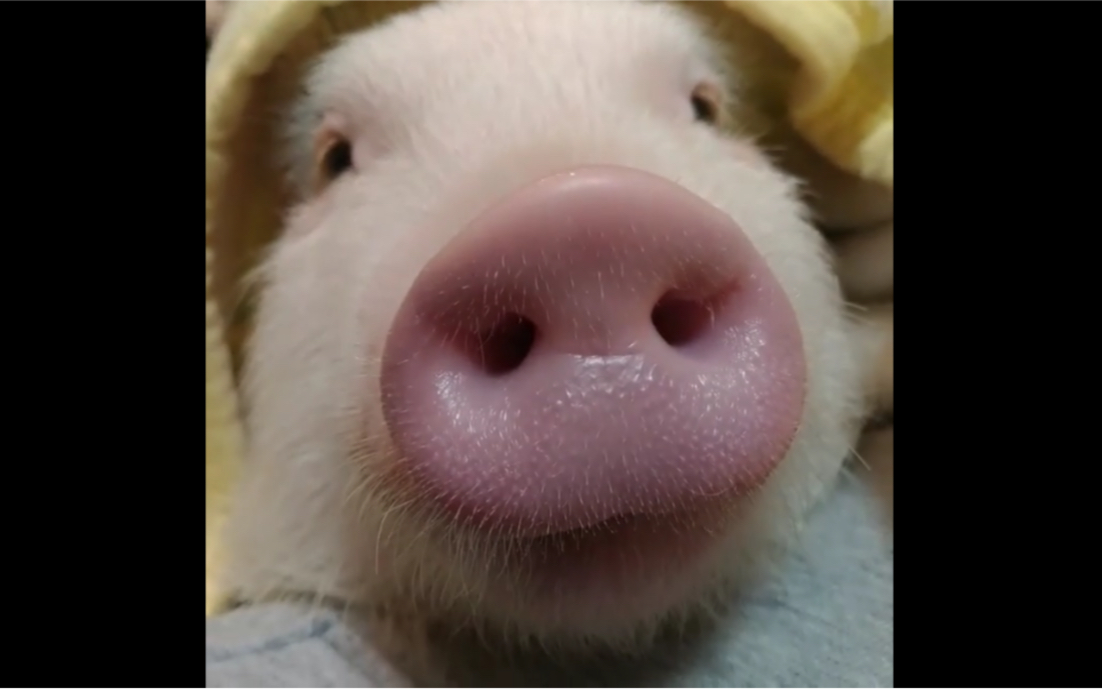猪猪性感粉嫩的大鼻子