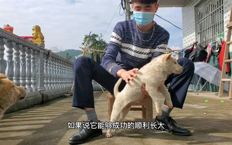 【湘西田园犬】除夕了,田园犬幼崽到家十几天明显大了许多,展示下白犬幼崽哔哩哔哩bilibili