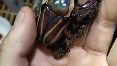 【花金龟】活宝石上手体验