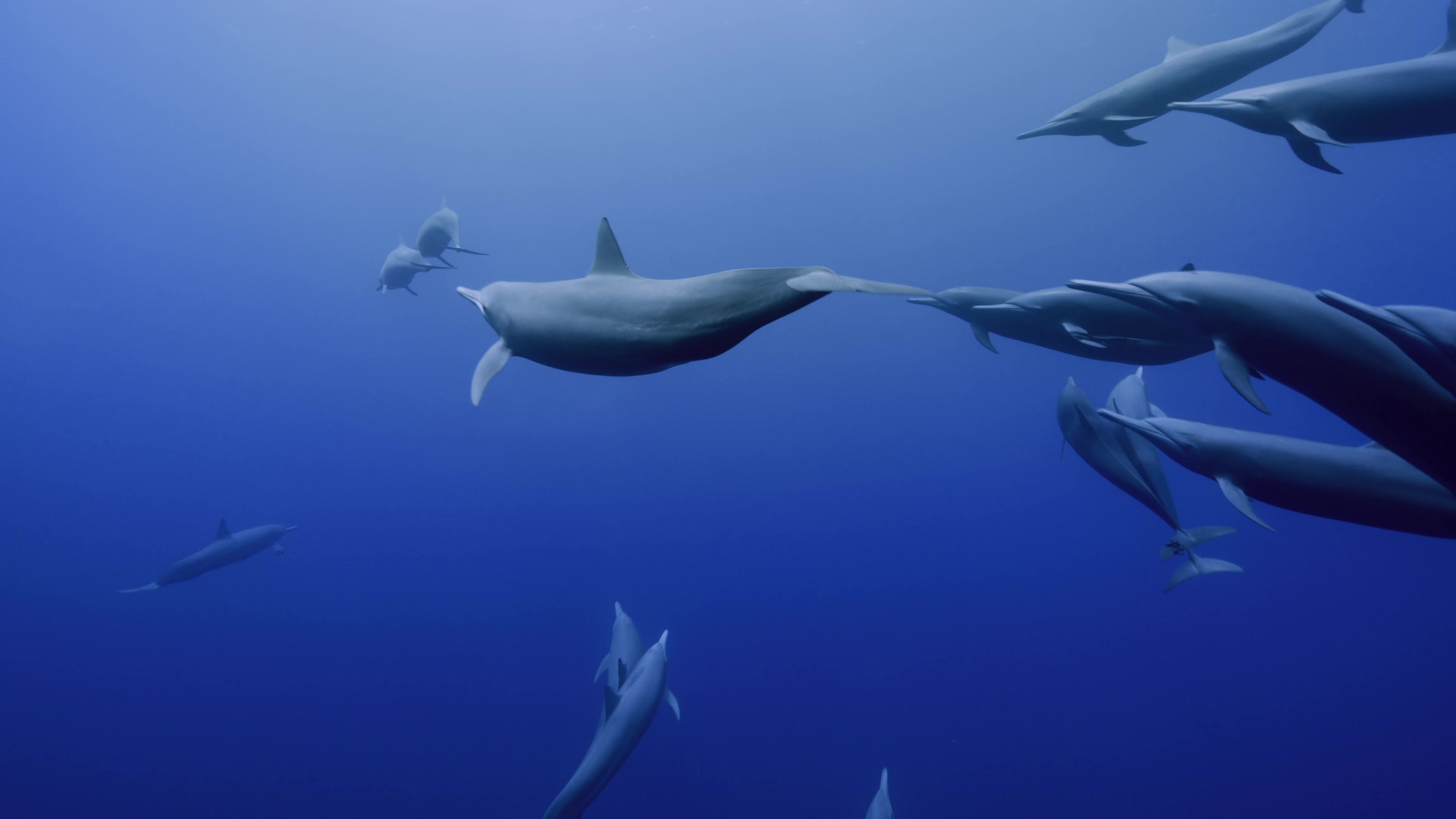 【海豚嬉戏】深海海洋 超慢音乐 片段_哔哩哔哩 (゜-゜)つロ 干杯