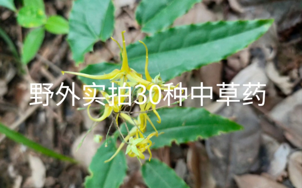 [图]野外实拍30种中草药（3）