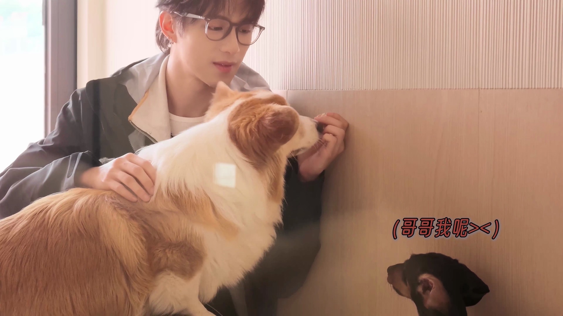 【LeoKing】狗狗幼儿园见习日记！