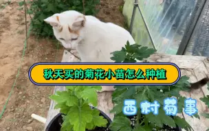 下载视频: 秋天买的菊花小苗如何种植