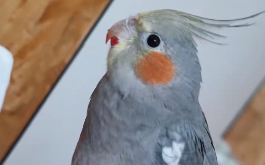 原始灰玄凤鹦鹉和满堂红牡丹鹦鹉