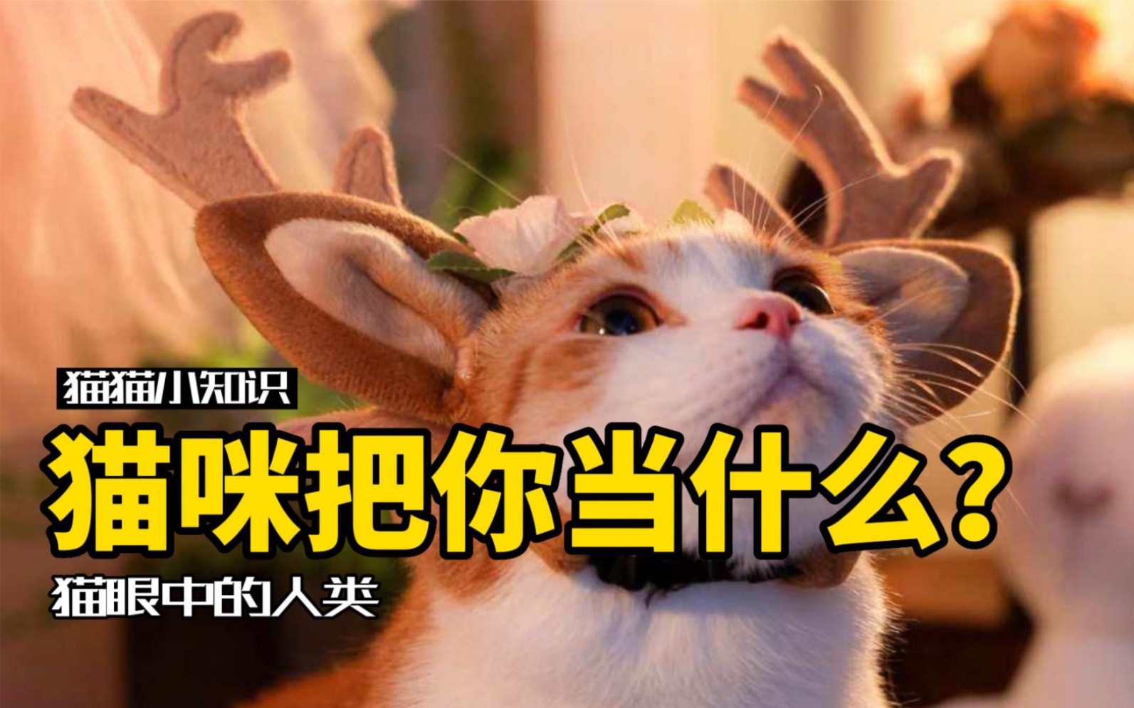 [图]猫到底把你当什么？揭秘猫眼中的人猫关系