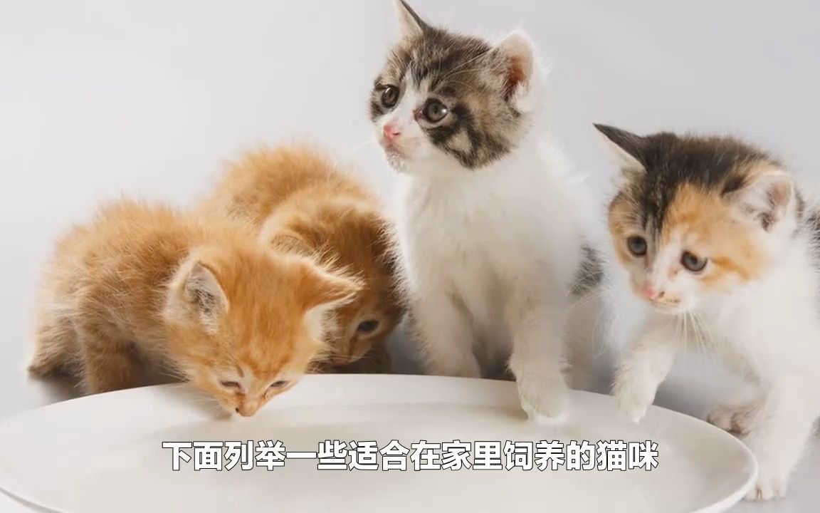 家里养什么猫最干净哔哩哔哩bilibili