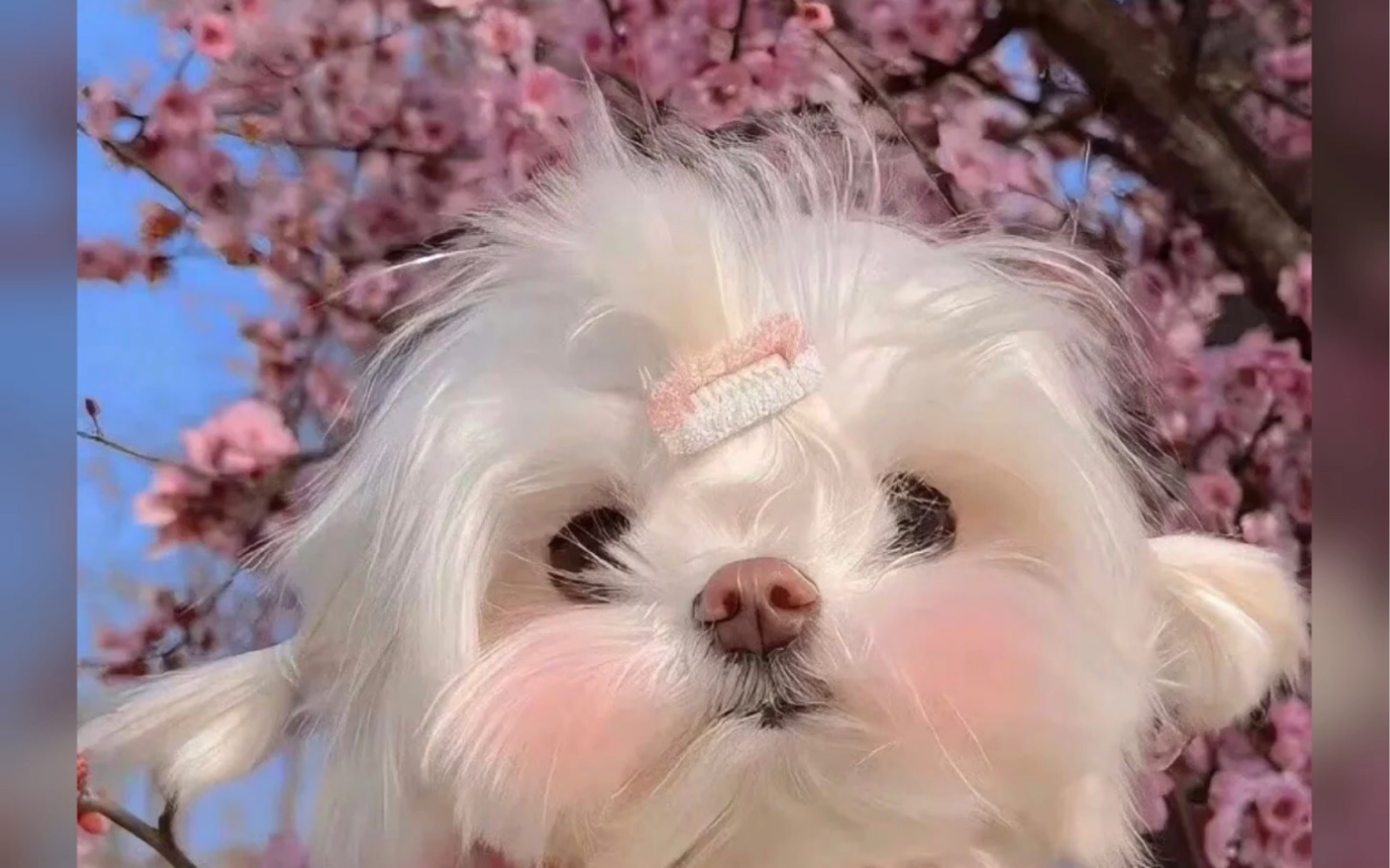 可爱头像动漫狗狗