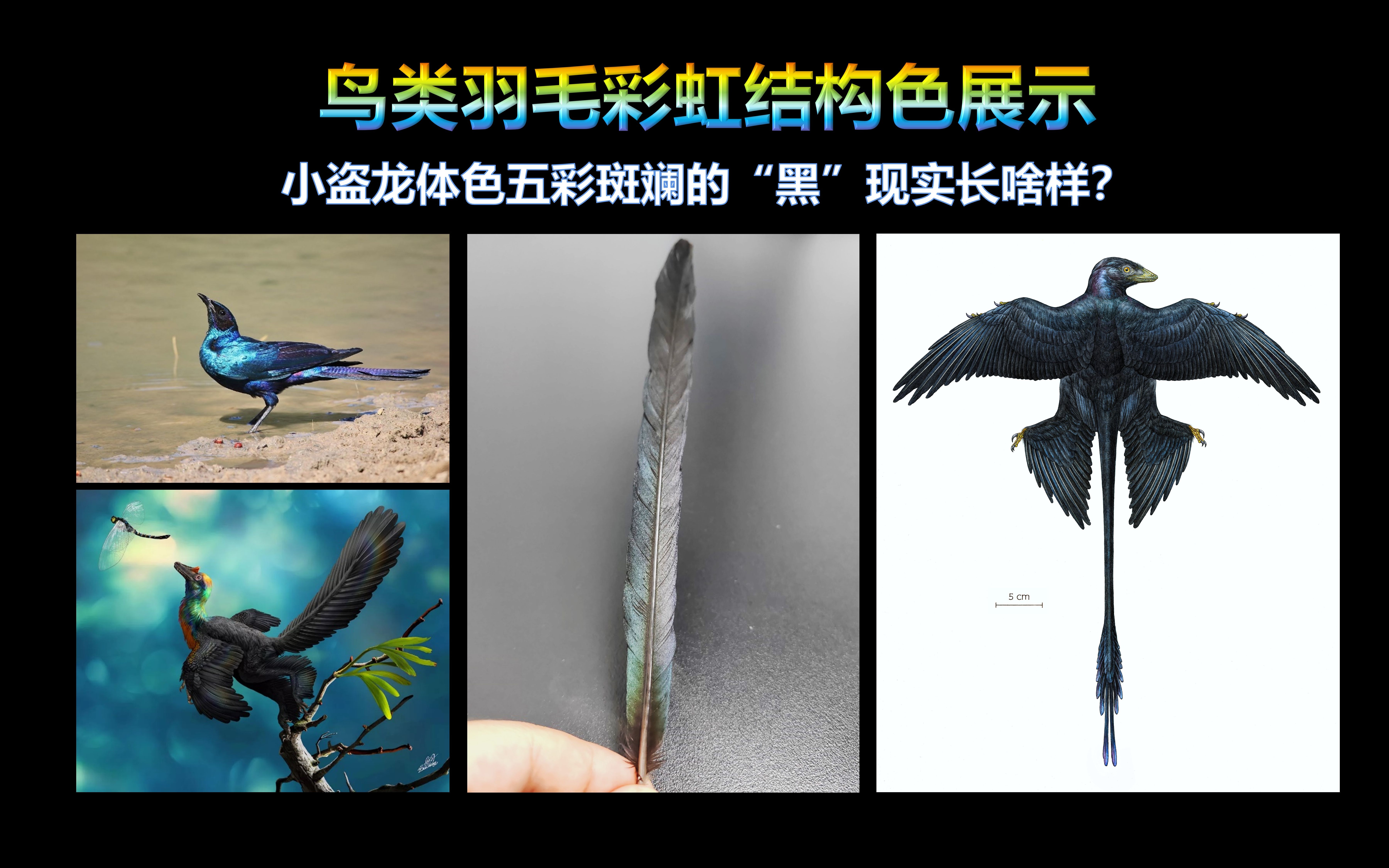 鸟类羽毛彩虹结构色展示——小盗龙体色五彩斑斓的“黑”现实长啥样?哔哩哔哩bilibili