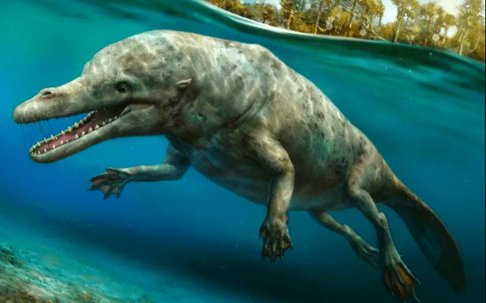 鲸鱼进化前的样子图片