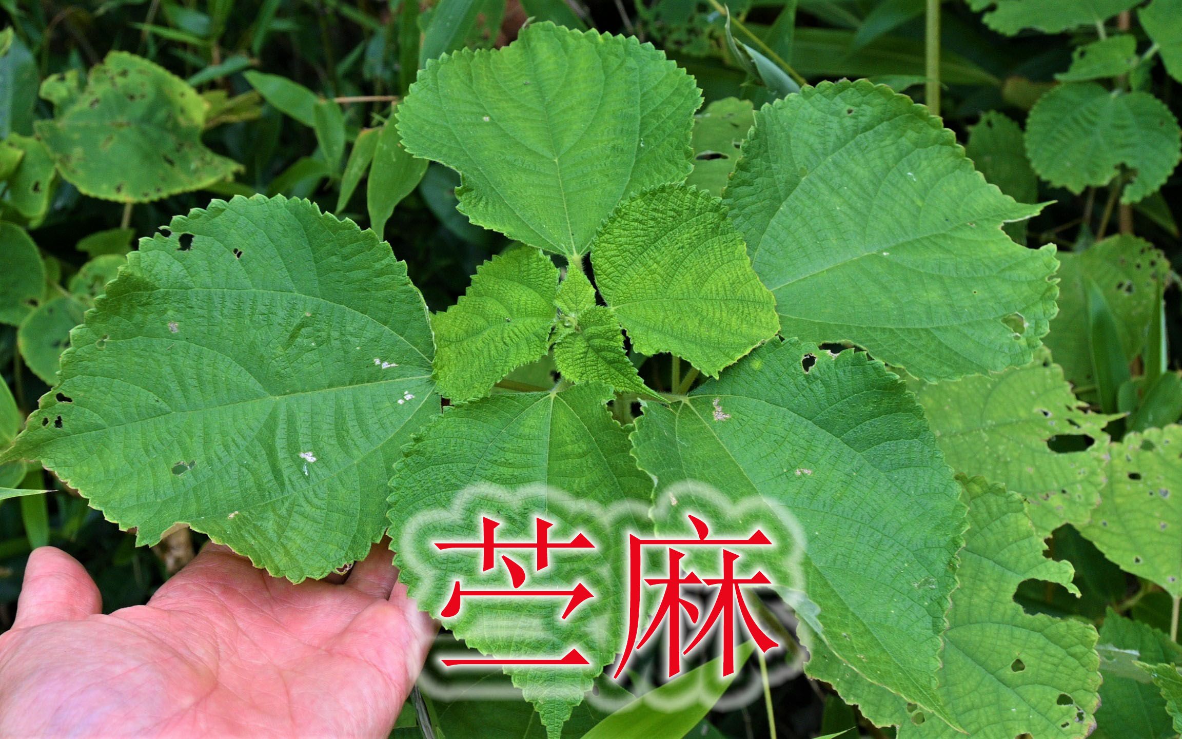 客家人的美食苎叶饭,来源农村随处可见的植物,耐饥渴还长力气哔哩哔哩bilibili