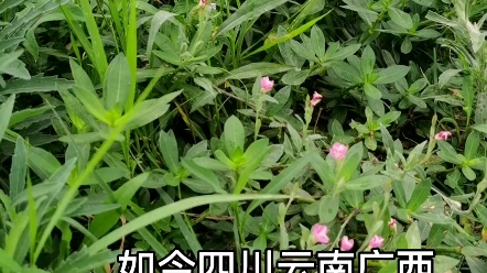 红花月见草能治什么病哔哩哔哩bilibili