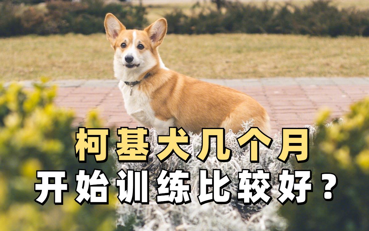 柯基犬几个月开始训练比较好?喂食什么狗粮比较好?