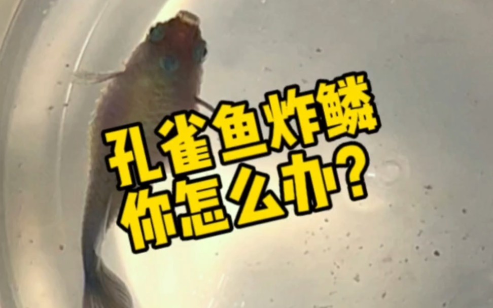 孔雀鱼炸鳞,你怎么办?