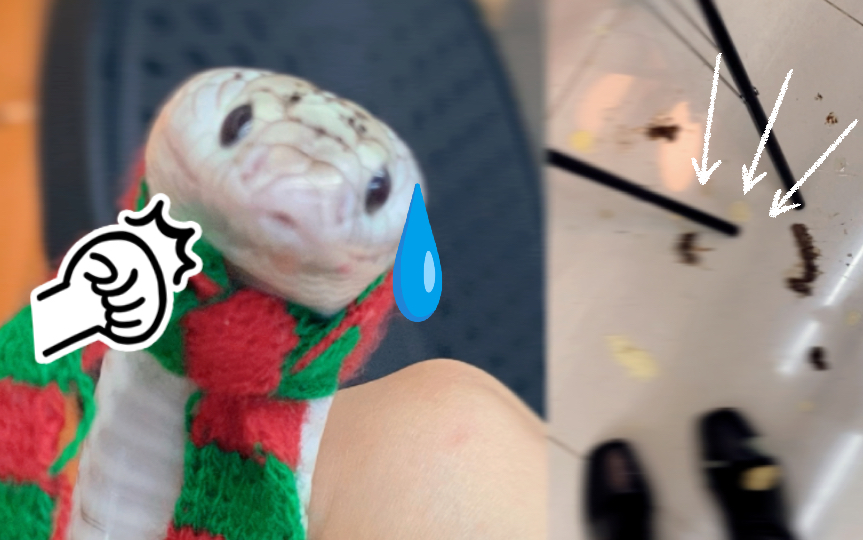 谁家好蛇拍照随地拉屎啊?