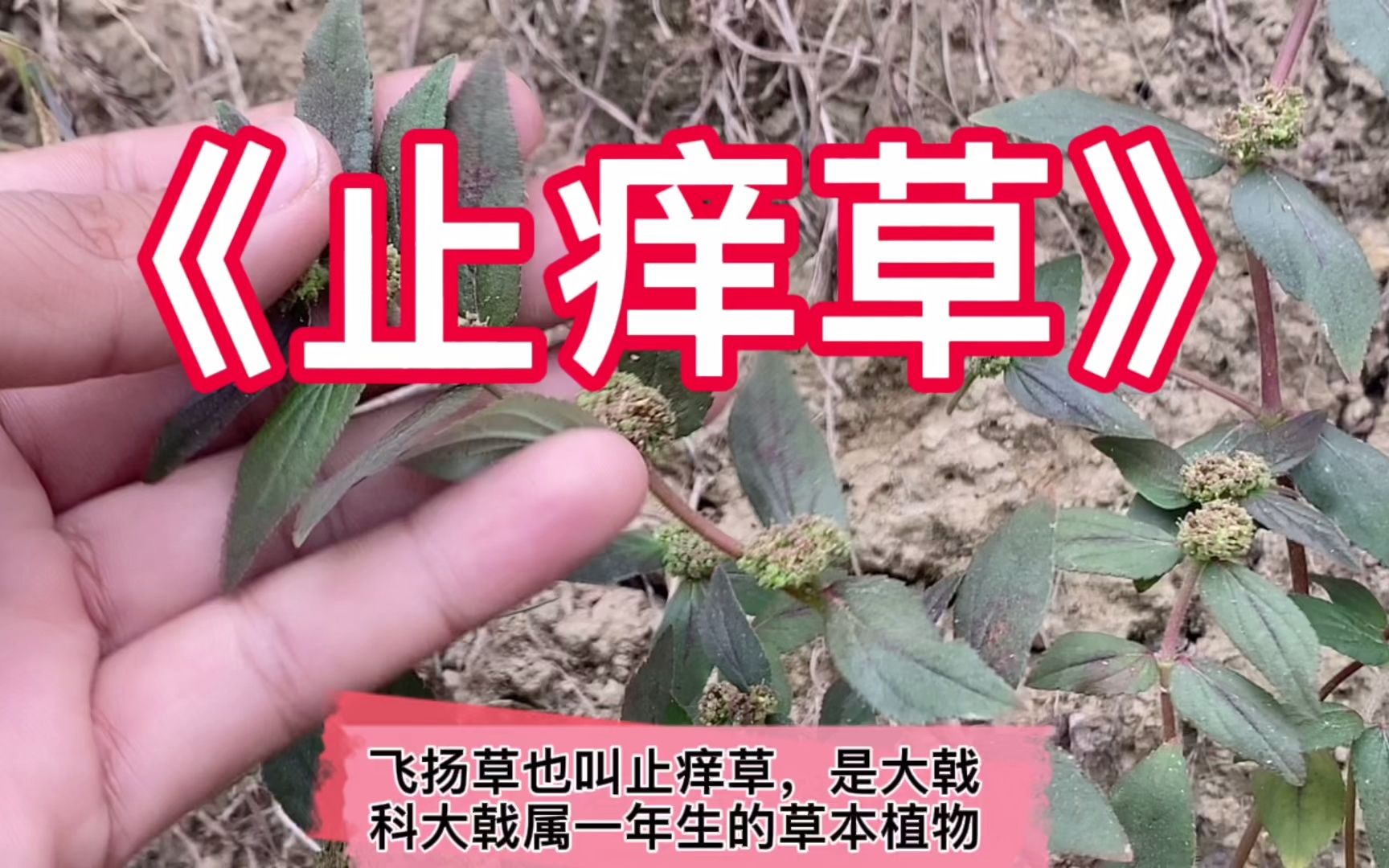 农村不起眼的植物飞扬草也叫止痒草,价值很高,看到挖些回家煮水