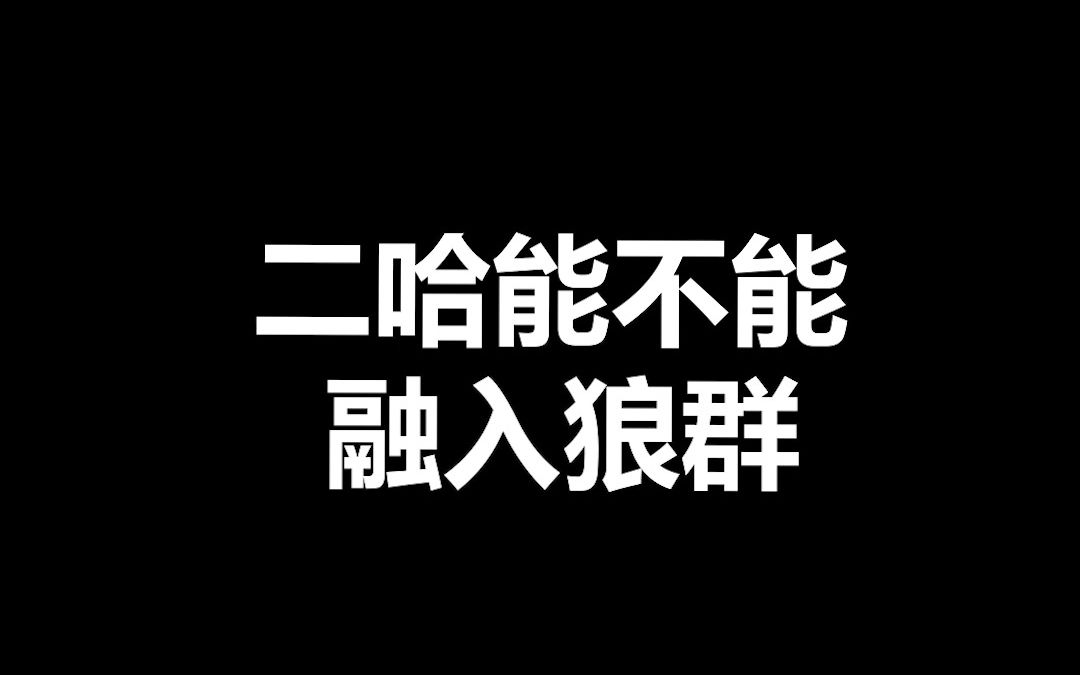 [图]宠物冷知识：哈士奇能闯入狼群，揍狼王，娶狼妻，生狼崽是真的吗？