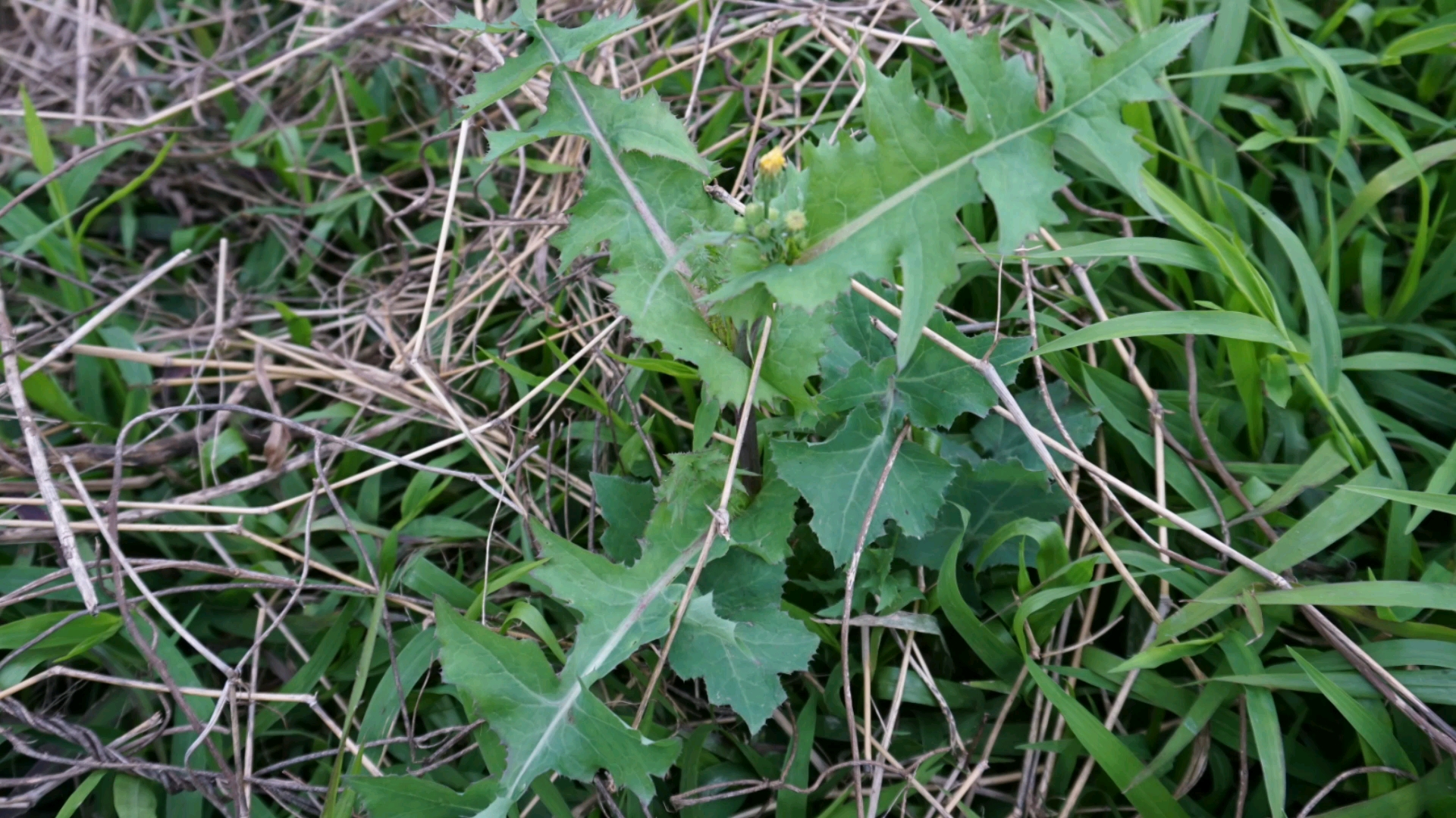 清热凉血的苦苣菜(菊科)哔哩哔哩bilibili