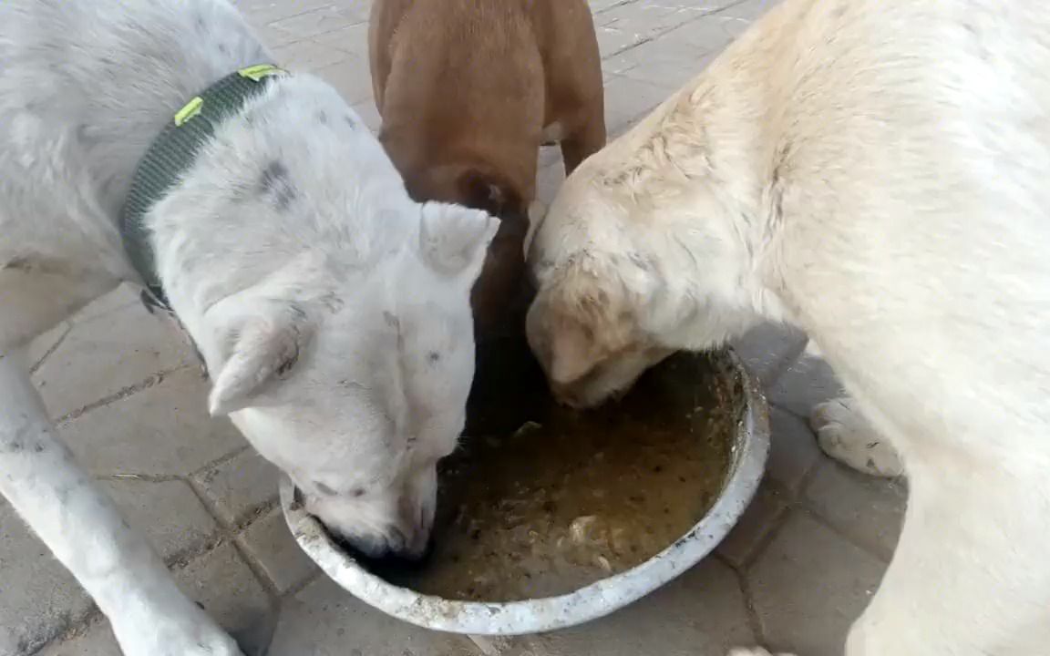 肉馅油条玉米面熬成粥一群狗两分钟吃完东哥这样喂合理吗