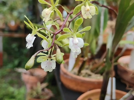 洋兰.原种树兰红甘蔗.Epidendrum floribundum哔哩哔哩bilibili