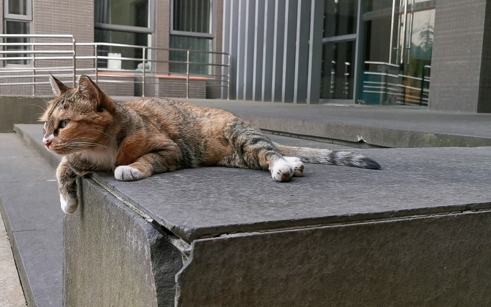 南大逸夫楼猫咪图片