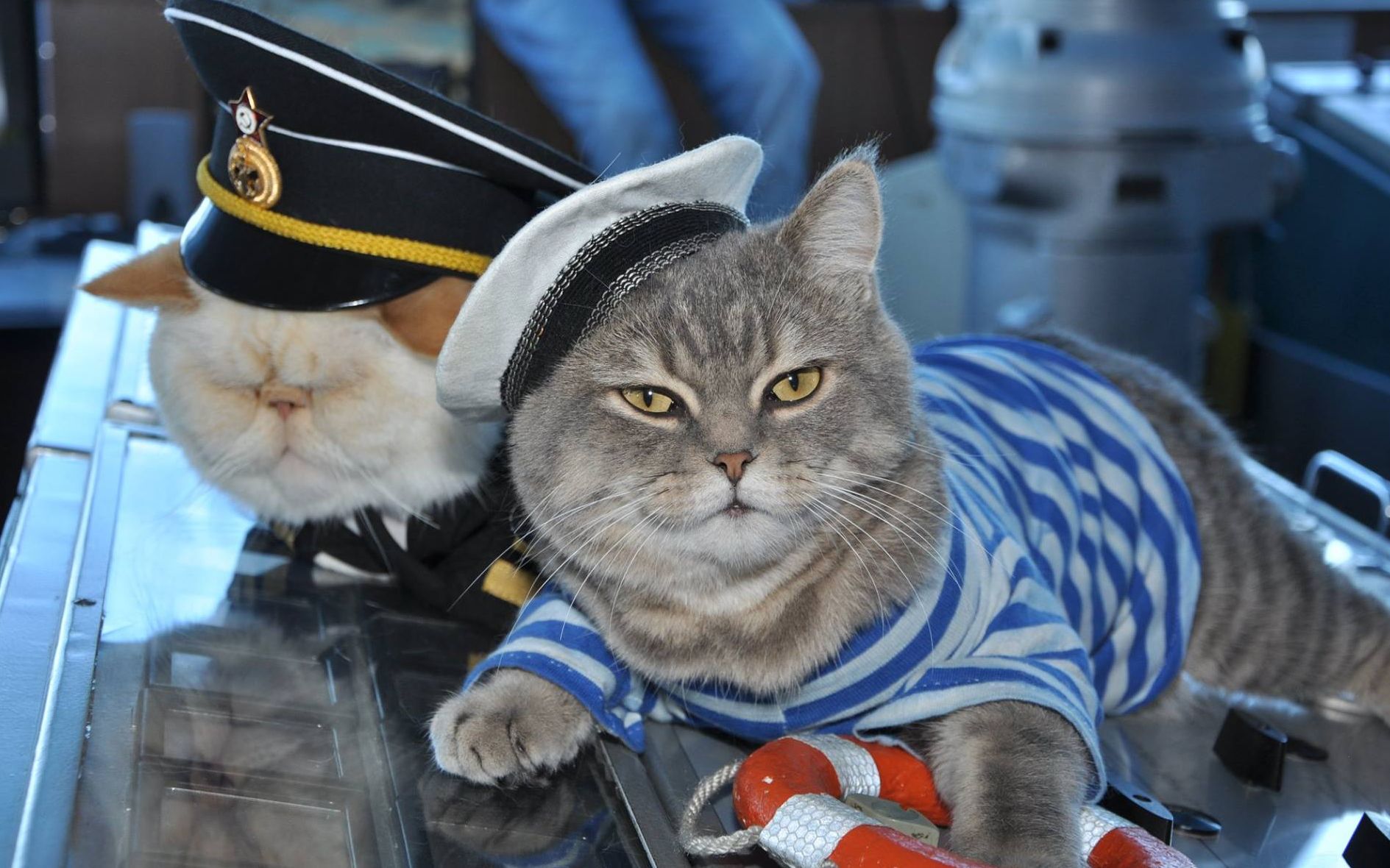 二战中最晦气的猫,使5艘军舰沉没,英德海军都中招