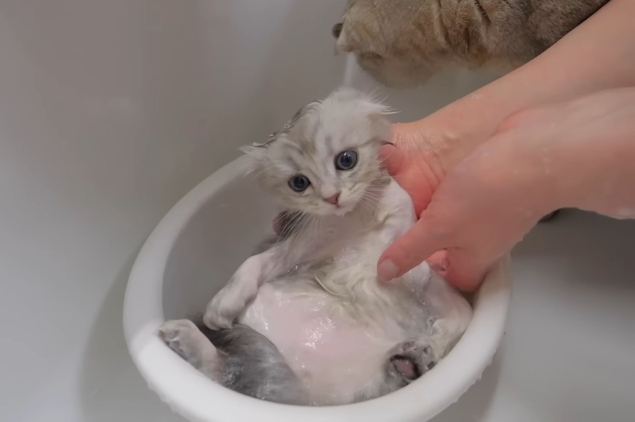 给小猫超度-给小猫看的动画片 给小猫超度-给小猫看的动画片