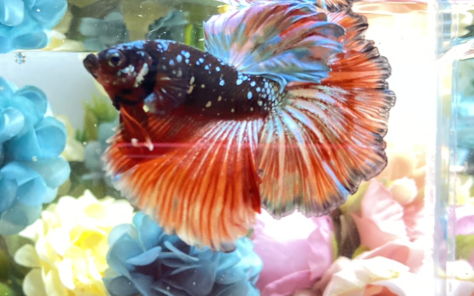 暗黑星河地狱火半月斗鱼