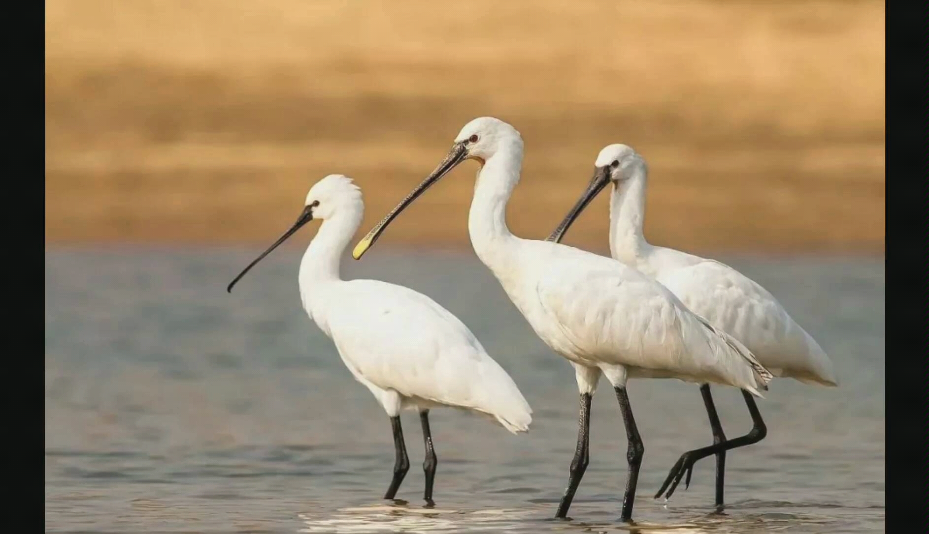 国家二级保护动物,荷兰的国鸟,白琵鹭,鸟叫声大全