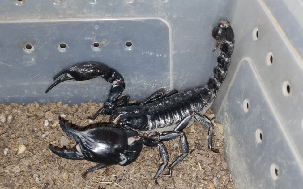 林神异距蝎亚洲雨林蝎甲贴甲11在以前这个大小啥也不是但是现在也算是