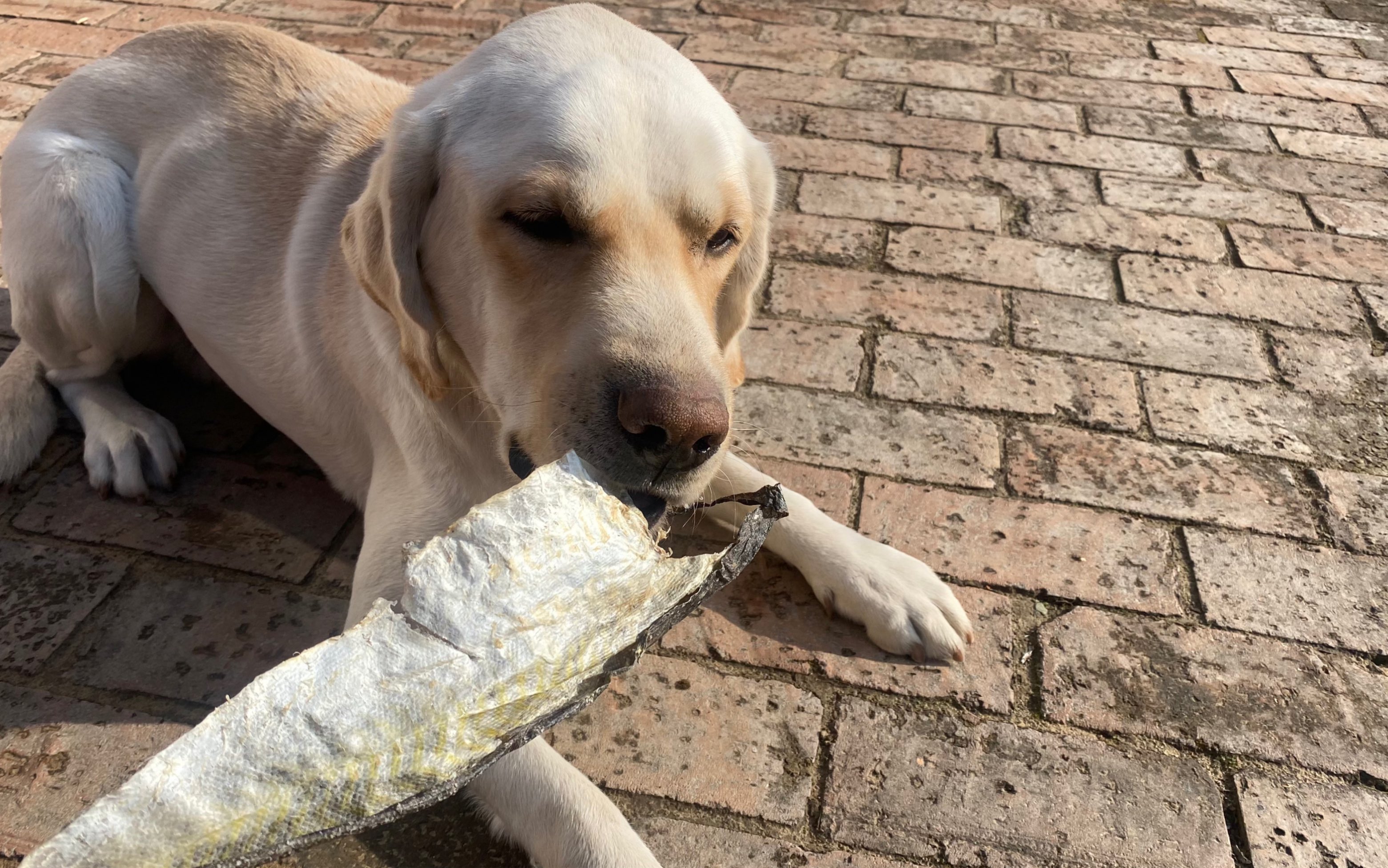 拉布拉多吃干鳕鱼皮