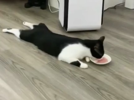 懒猫猫哔哩哔哩bilibili